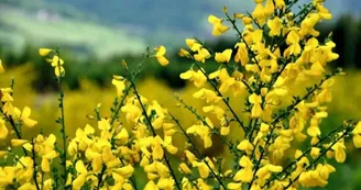 La flore de Brach La flore de Brach